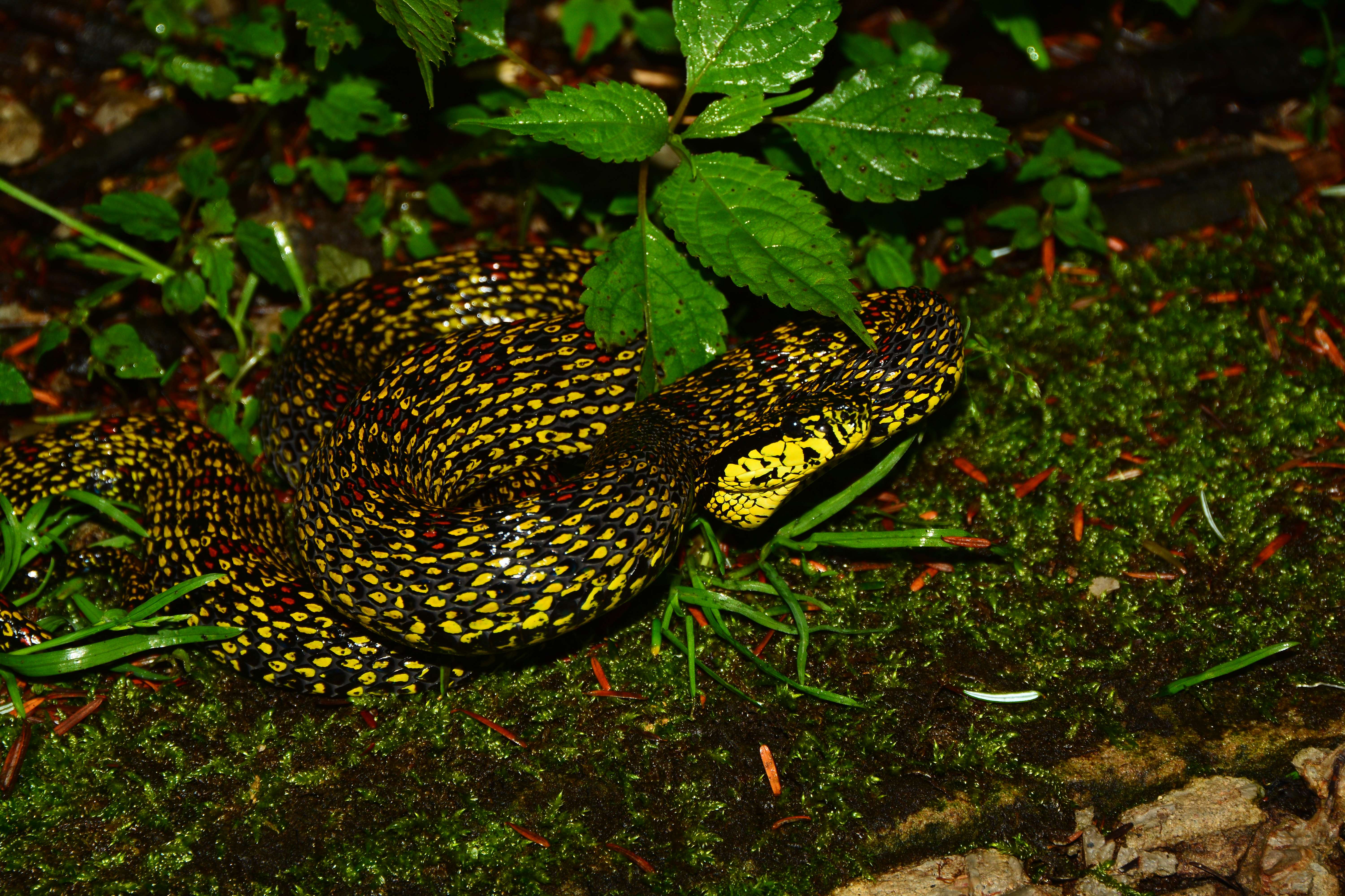 黄花菜 的想法: 蛇日× 虎斑颈槽日77 - 知乎