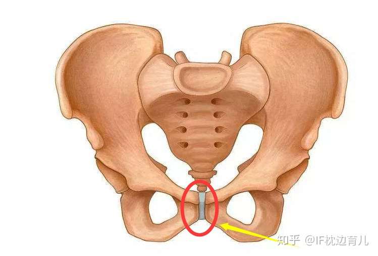 孕晚期耻骨经常疼得厉害 是怎么回事 知乎