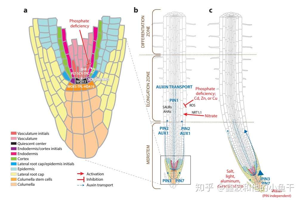 植物根系发育的分子调控 知乎