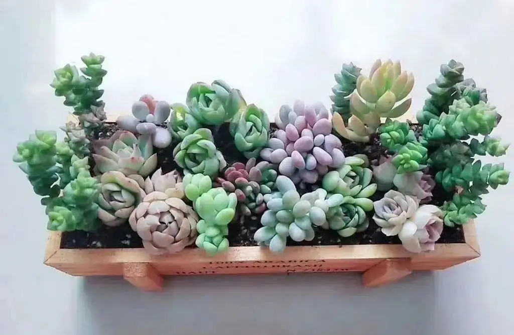 多肉植物是不是都有种子 多肉种子怎么种 知乎 多肉植物是不是都有种子 多肉种子怎么种 知乎