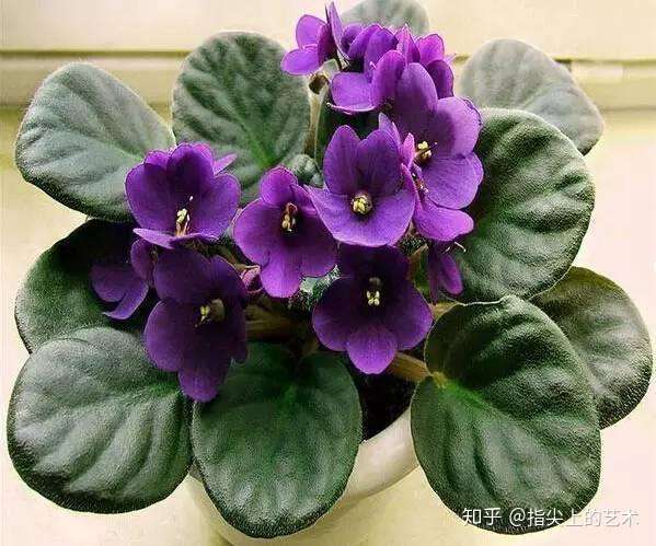蓝紫色系 34种高贵典雅植物 知乎