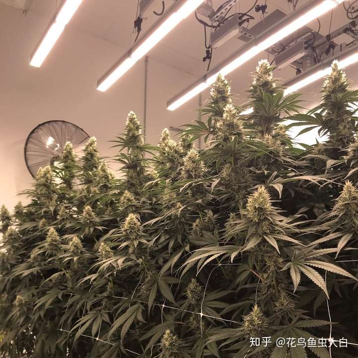中国关于高cbd大麻品种的研究与应用 植物生长灯在工业大麻的应用 知乎