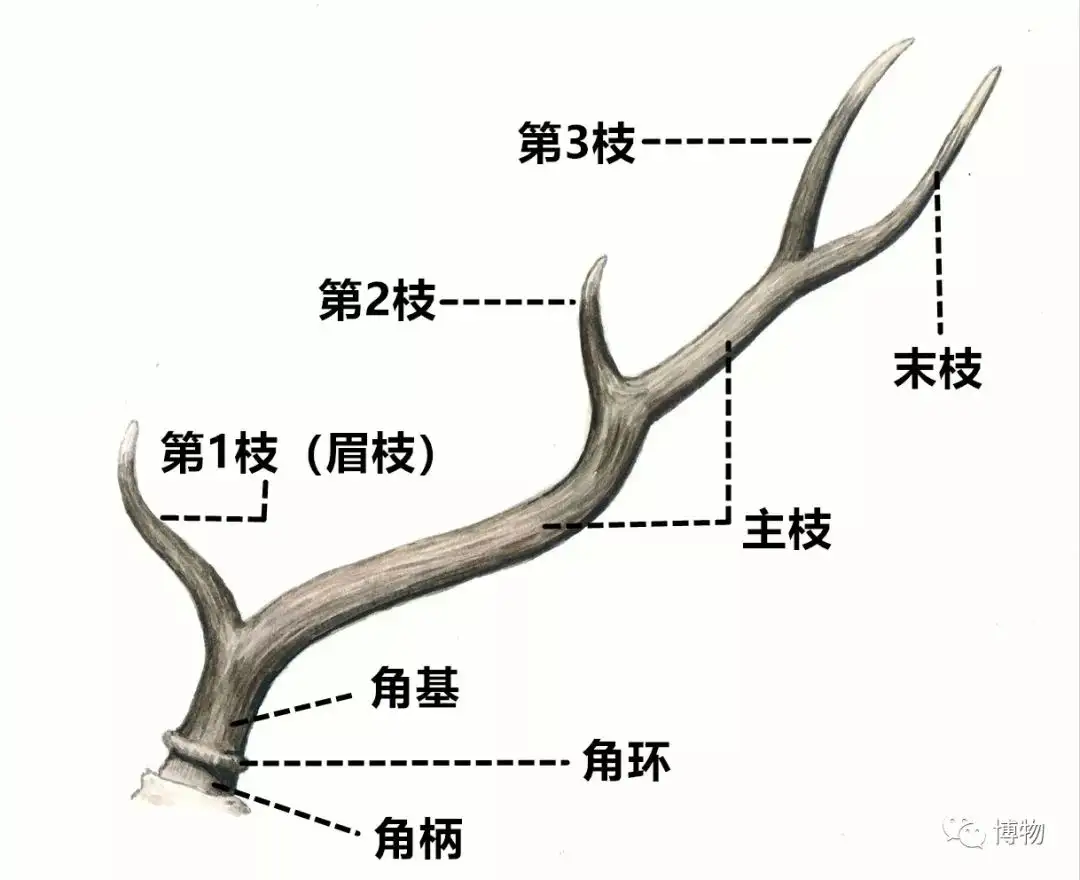 2段角の雄鹿の頭骨