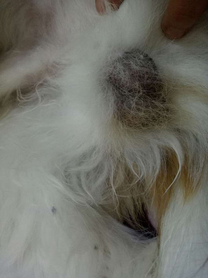 狗的蛋蛋黑了,怎么回事?