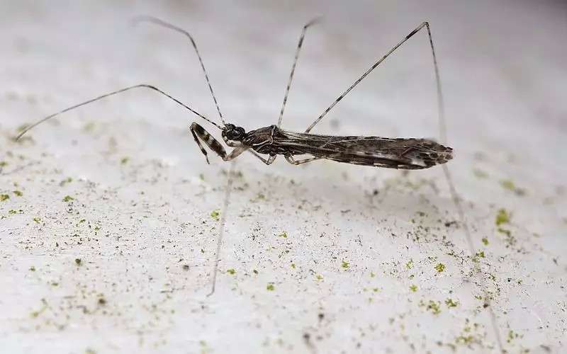 转载 蚊猎蝽 像大蚊 像竹节虫 像螳螂 结果它是蝽 知乎