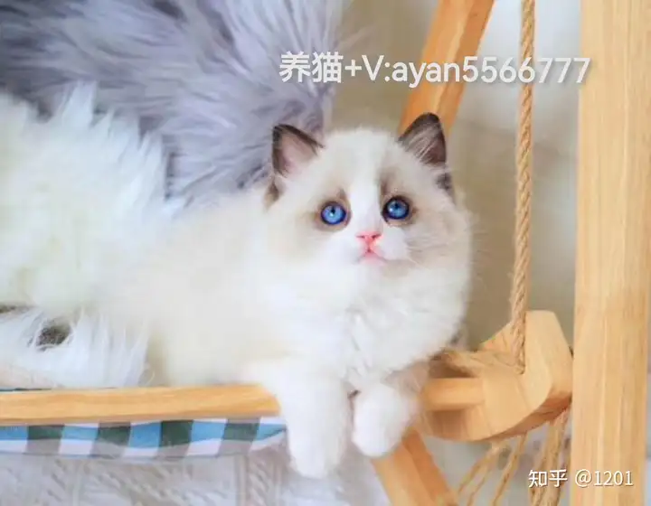 养布偶猫最隐讳的是什么（养布偶猫最忌讳什么）