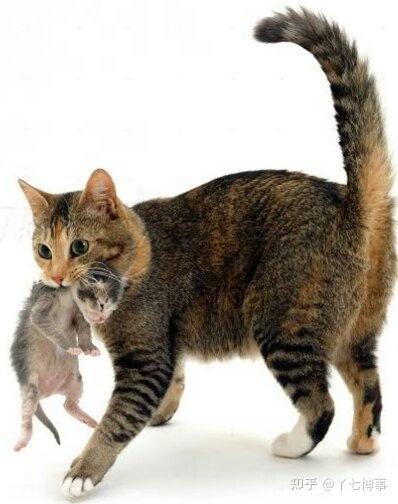 母猫叼小猫图片