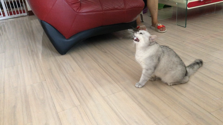 激光笔逗猫视频 v2-a1f15a60618c72f8c3efbbef0dfaf705_720w.jpg?source=1940ef5c