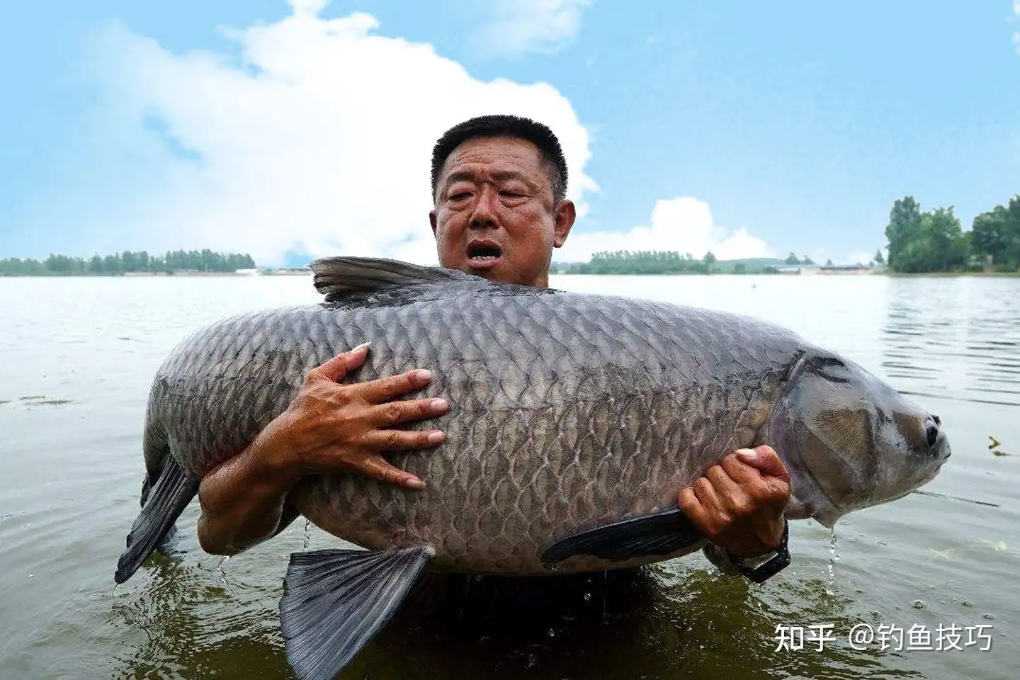 如何钓巨青？用什么鱼饵？钓巨青的4个要点- 知乎