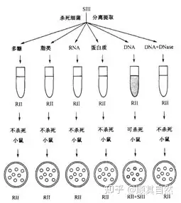 肺炎双球菌转化实验图片