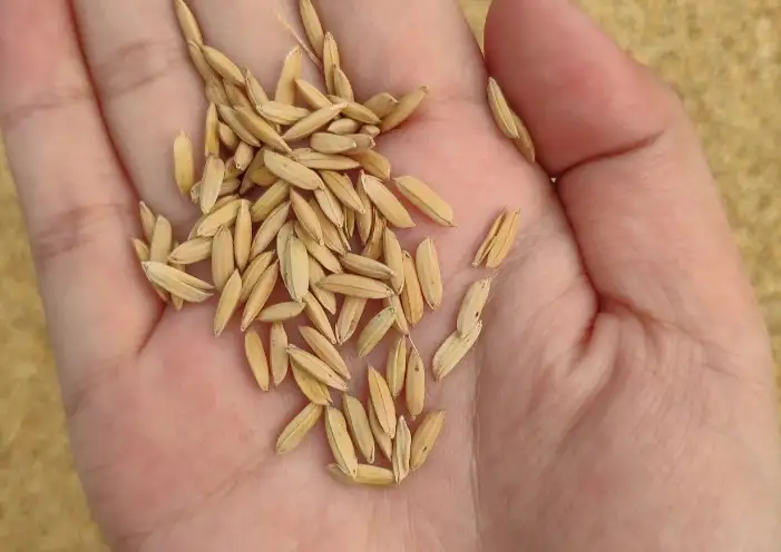 为什么小麦要磨粉，而不能像水稻那样食用？