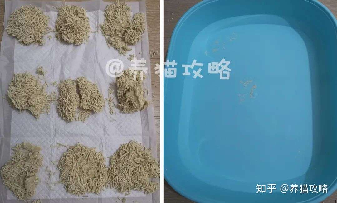 猫砂测评 哪款豆腐砂最好用 看完不再花冤枉钱 知乎