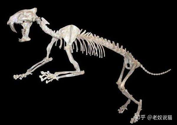 根据现在发掘出来的恐齿猫化石来看,它们的 牙齿构造与剑齿虎十分相似