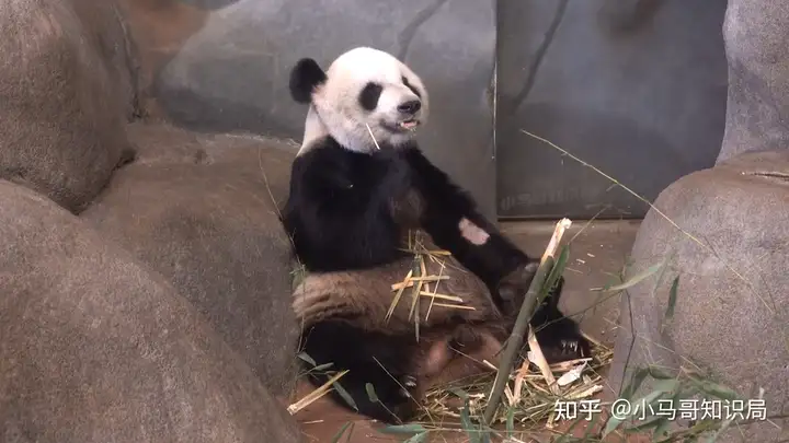 旅美大熊猫即将回国，为什么国人一片欢呼？它们在美国过得不好吗