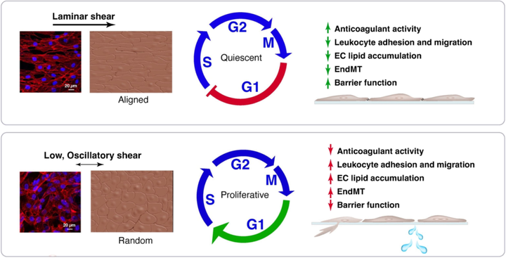 動(dòng)脈粥樣硬化中的內(nèi)皮細(xì)胞力學(xué)生物學(xué)