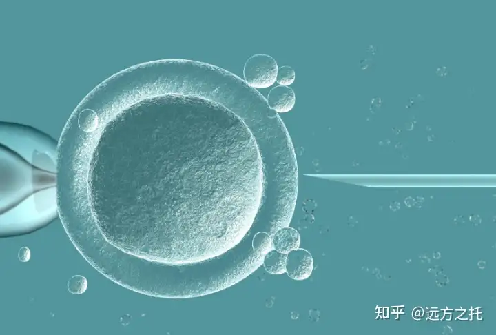 上海借卵试管婴儿（做试管婴儿，或会对女性健康有3个危害）