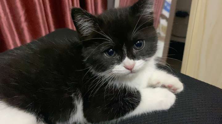 英国短毛猫 品种猫 英短蓝猫 请问各位大佬这是英短黑白吗?