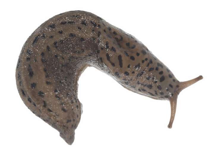 请问这个是什么生物,出现在厨房里?