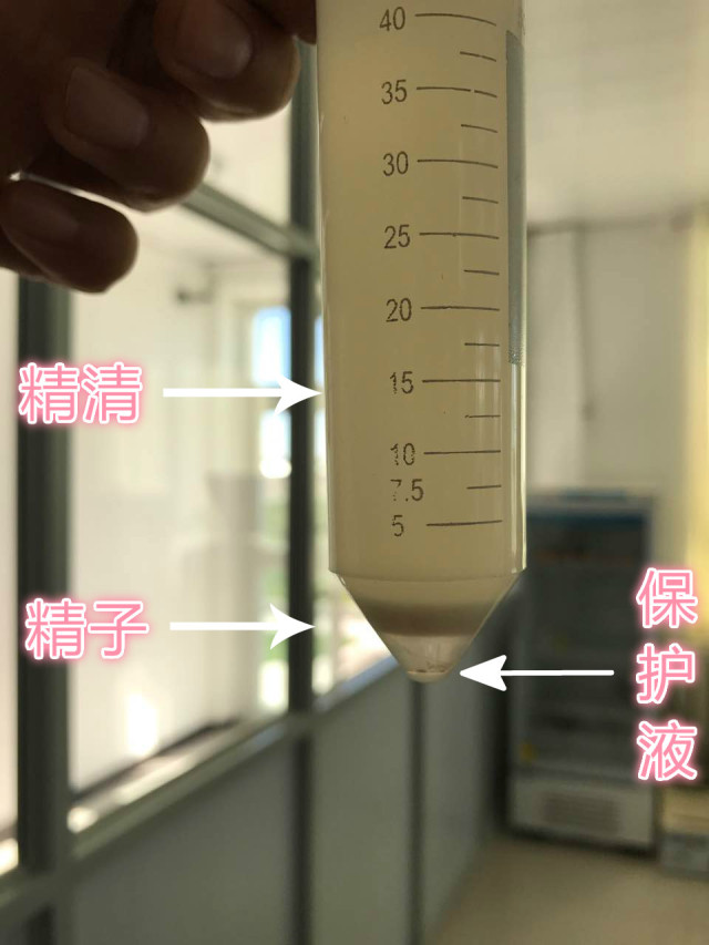 种公马配种费100万 这些 小蝌蚪 真够贵的 知乎