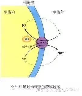 静息电位k离子外流图片