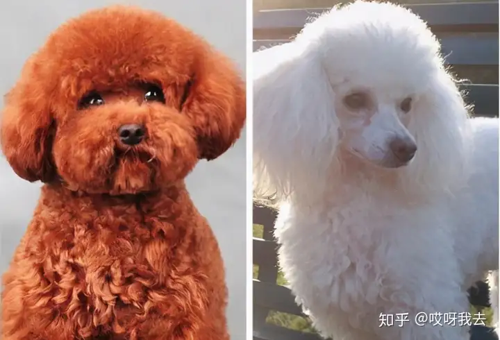 贵宾犬和泰迪的区别，看了这个，我终于明白了