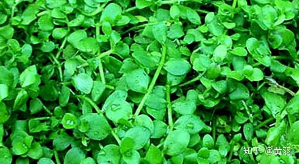 常见水草科普一 唇形水草 水草的选择其实很多 知乎