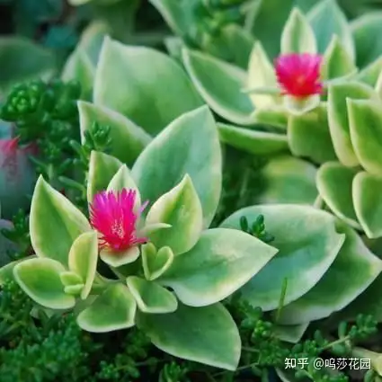 心叶日中花 我是一枚肉肉 别把我当成中草药 知乎 心叶日中花 我是一枚肉肉 别把我当成中草药 知乎