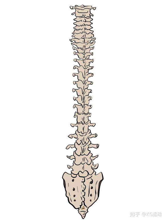 脊柱整体观图片