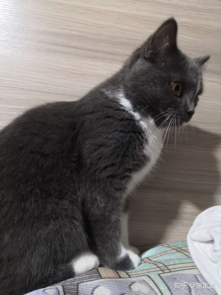 emmm请问刀疤脸蓝白和银渐层配种会生出来