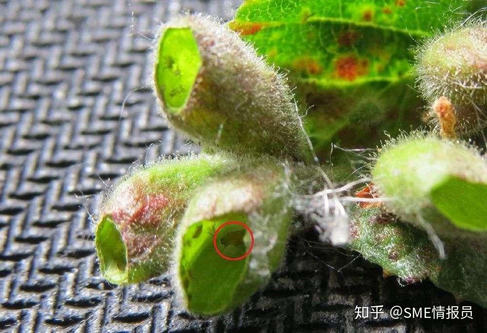 寄生虫让植物变异出的婴房 你很可能已经吃了不少 知乎