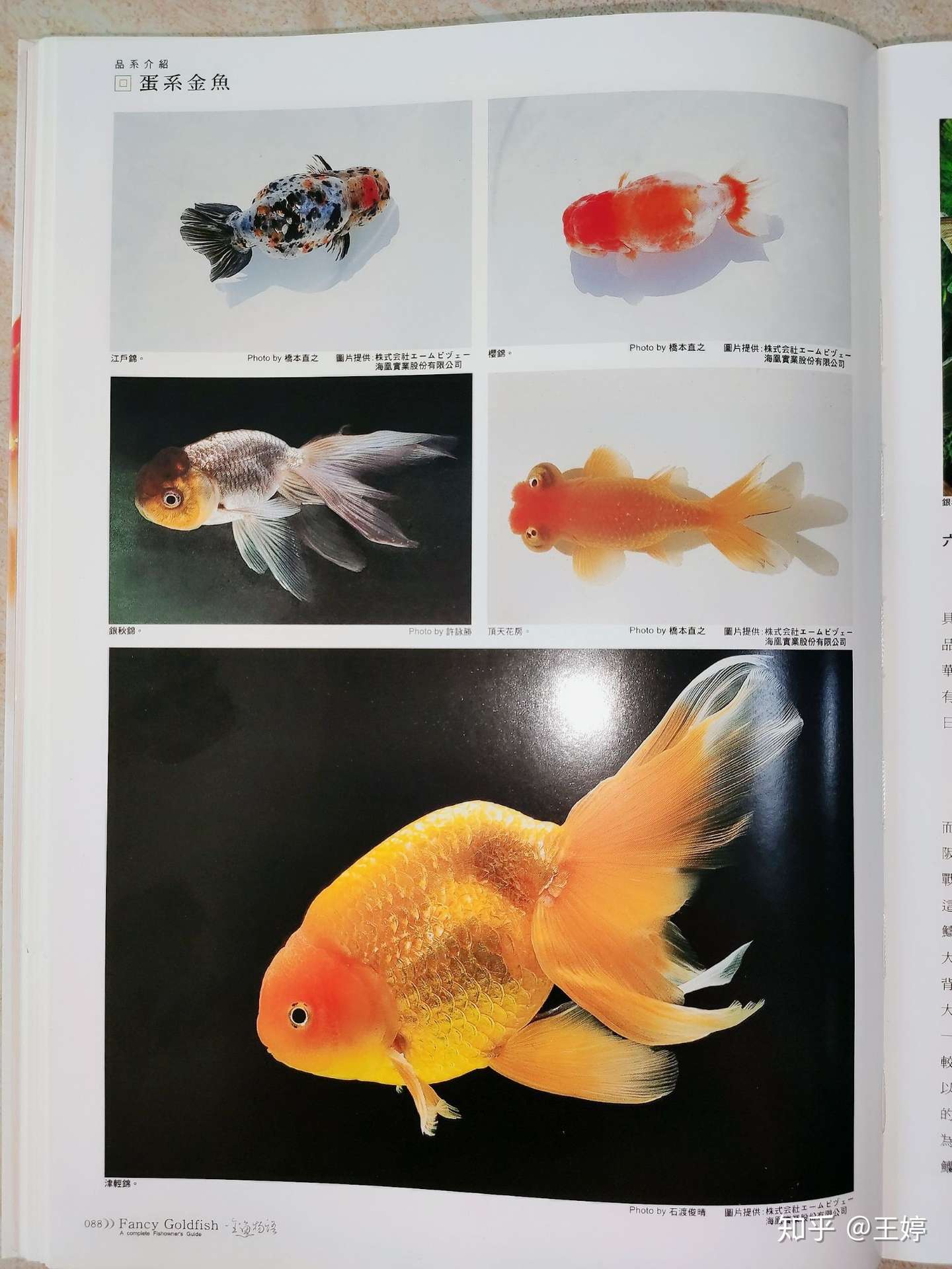 金魚業界