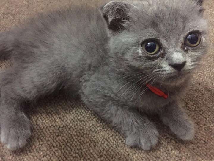 2个半月的英短脸超级尖?是不是不会发腮了?