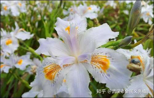 清新淡雅的白色花卉集合啦 了解一下 知乎