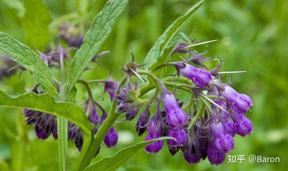 解读 巴基斯坦紫草进口手续和报关那些事儿 知乎 解读 巴基斯坦紫草进口手续和报关那些事儿 知乎