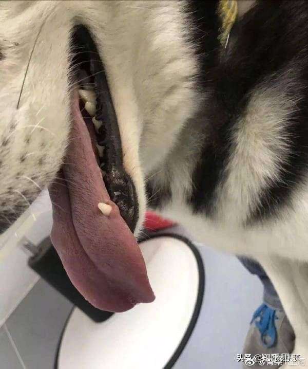 狗略略略被咬舌头表情图片