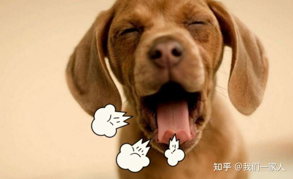狗狗口臭很严重 是什么原因导致的 知乎