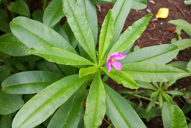 这棵 人参 花 开花为嘛不一样 知乎