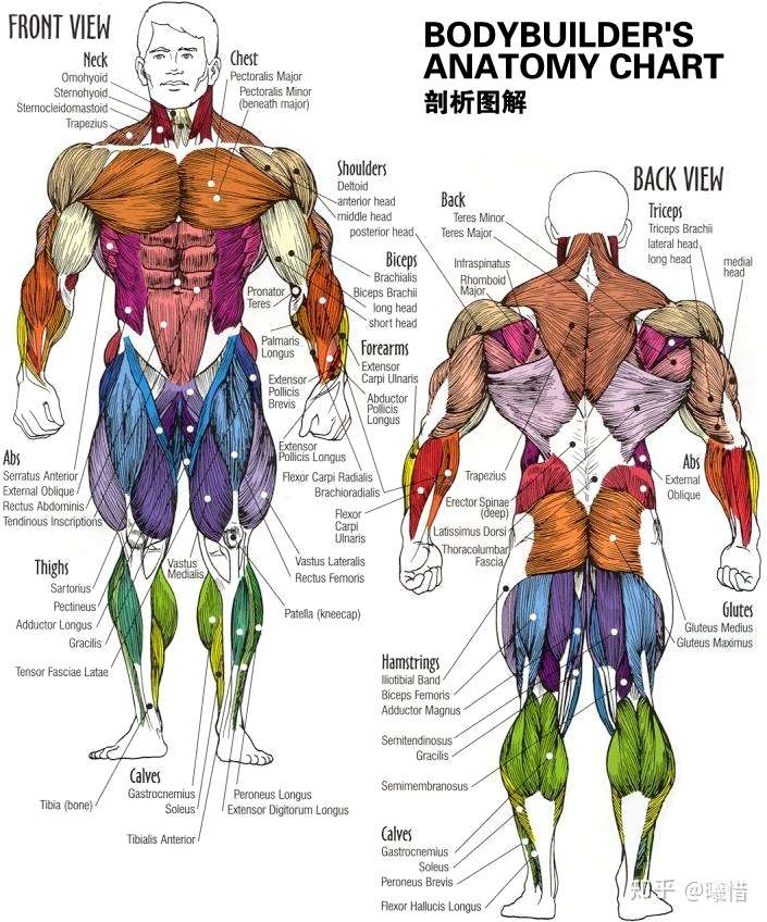 全身肌肉的起止点