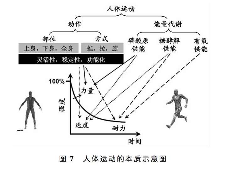 人体运动的动作原理是什么(3)