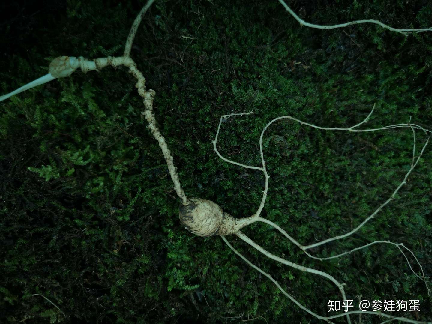 野生参 野山参的鉴别千万不要定格在 框框 里 知乎