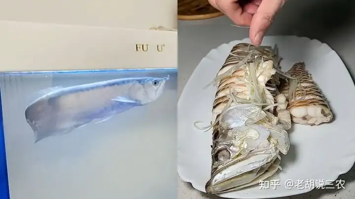 男子養(yǎng)3年的龍魚死亡，含淚清蒸后笑了，男子：30萬一條的魚好吃