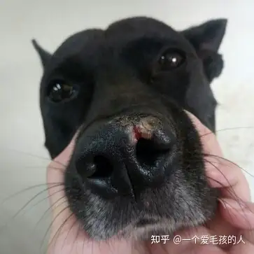 狗狗鼻子白了一塊還有點爛