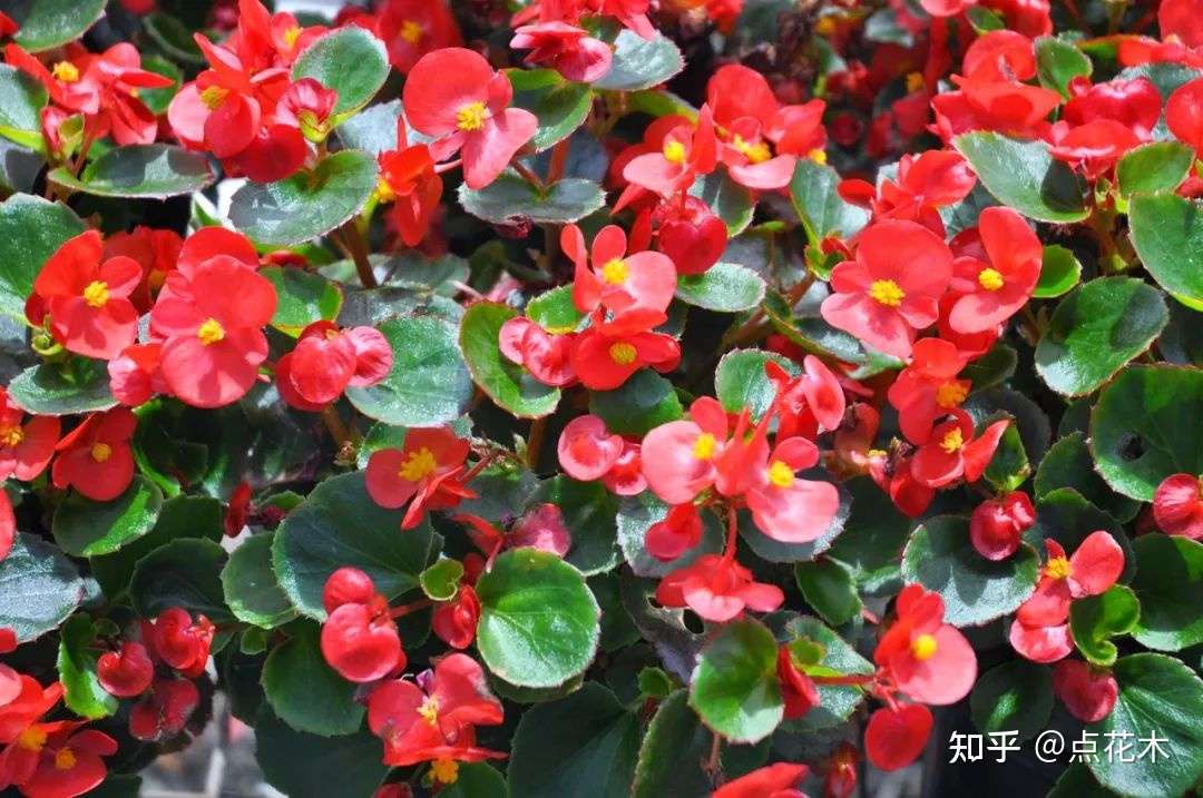 四季海棠花扦插修剪方法 知乎