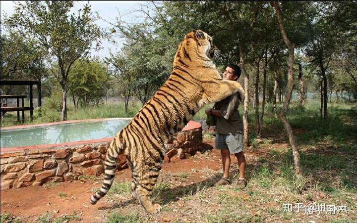 为什么我觉得狼给人的压迫感大于老虎和狮子?