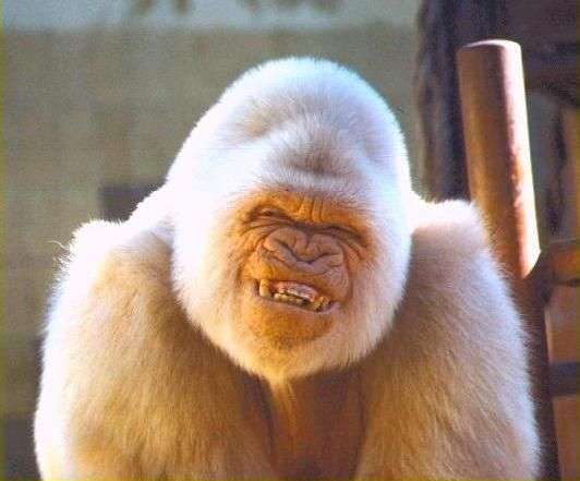 有哪些动物微笑或大笑的图片?