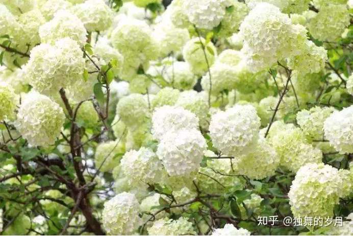 花类科普 古人说的琼花到底是什么 知乎