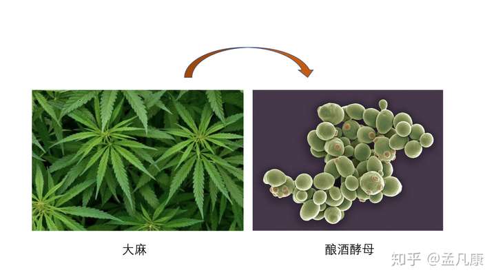 nature 报道人类首次在微生物中合成大麻素及其相关衍生物,这项研究