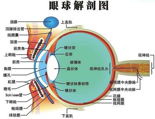 人眼球结构究竟有多复杂 一张图揭示答案 知乎