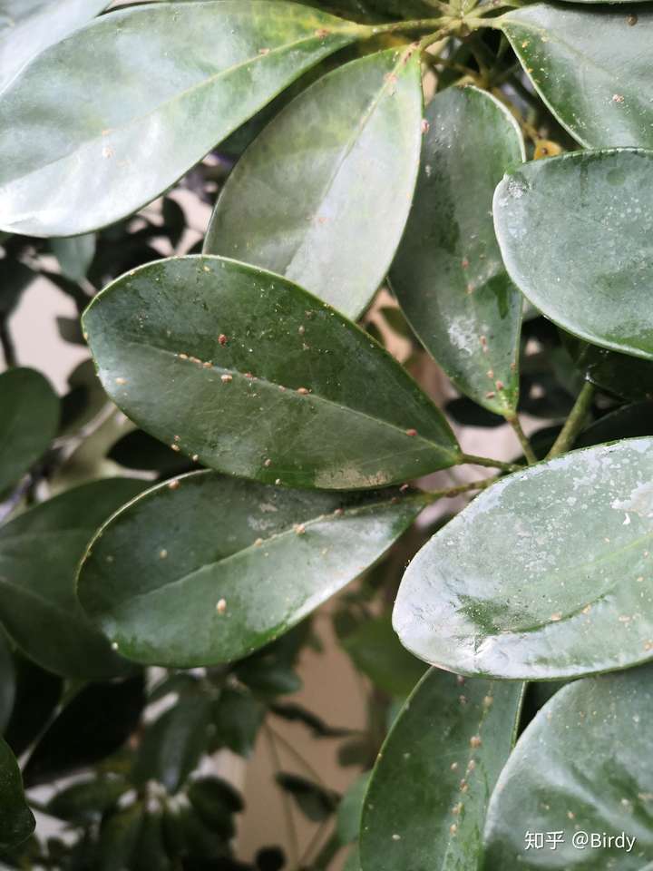 这是什么虫子?鸭掌木上发现的.