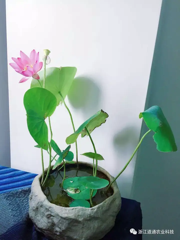 碗莲怎么种？只要割一刀，叶子爆盆开满花！(碗莲的种植方法及注意事项)